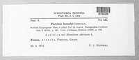 Puccinia heraclei image
